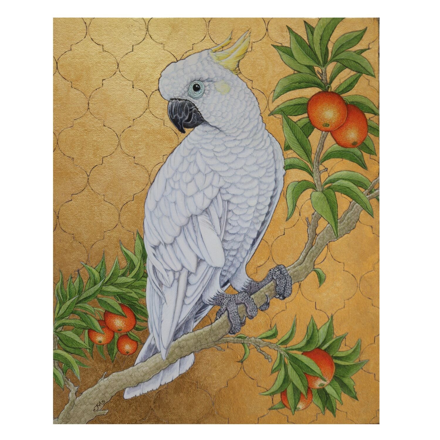 Sulphur Crested Cockatoo I