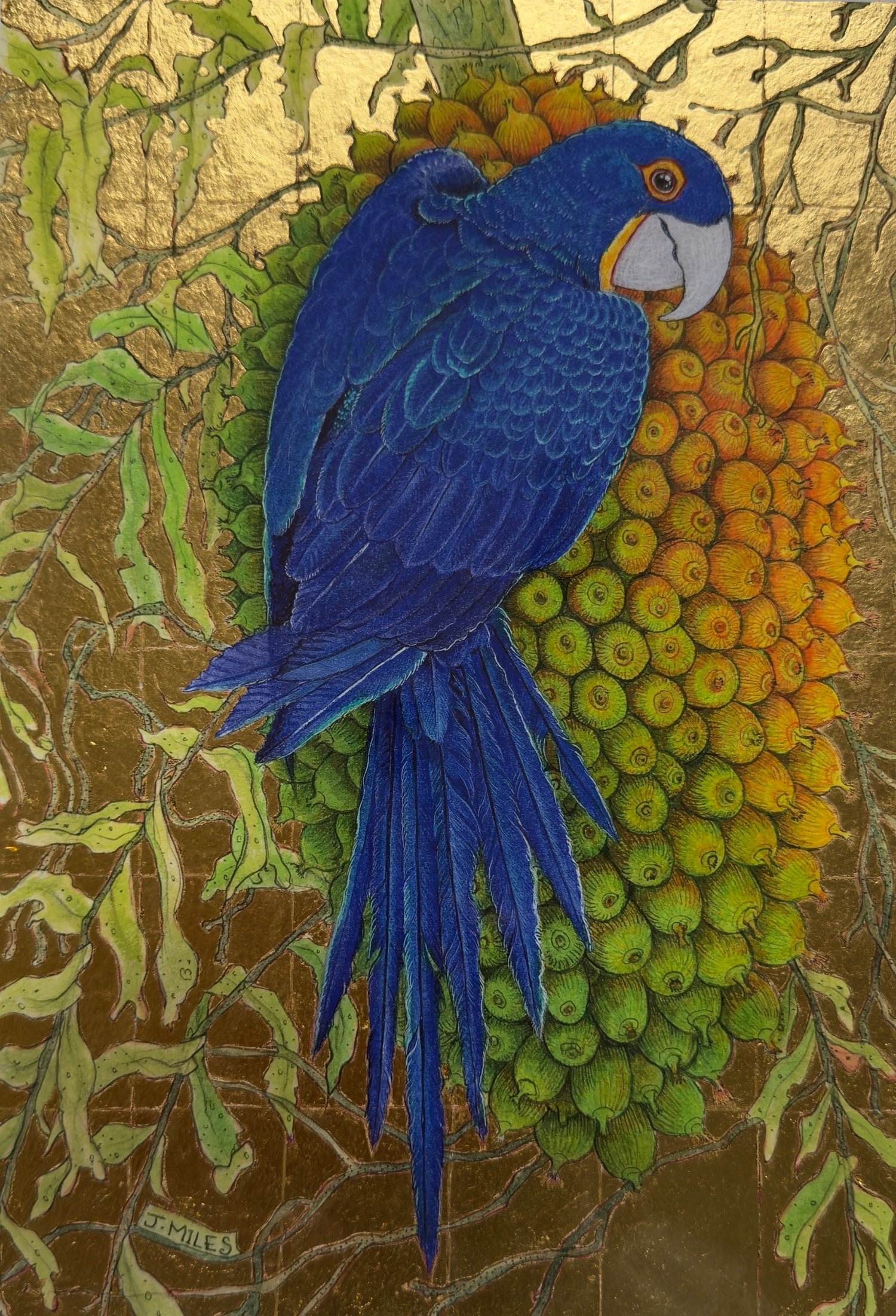 Hyacinth Macaw 1/50