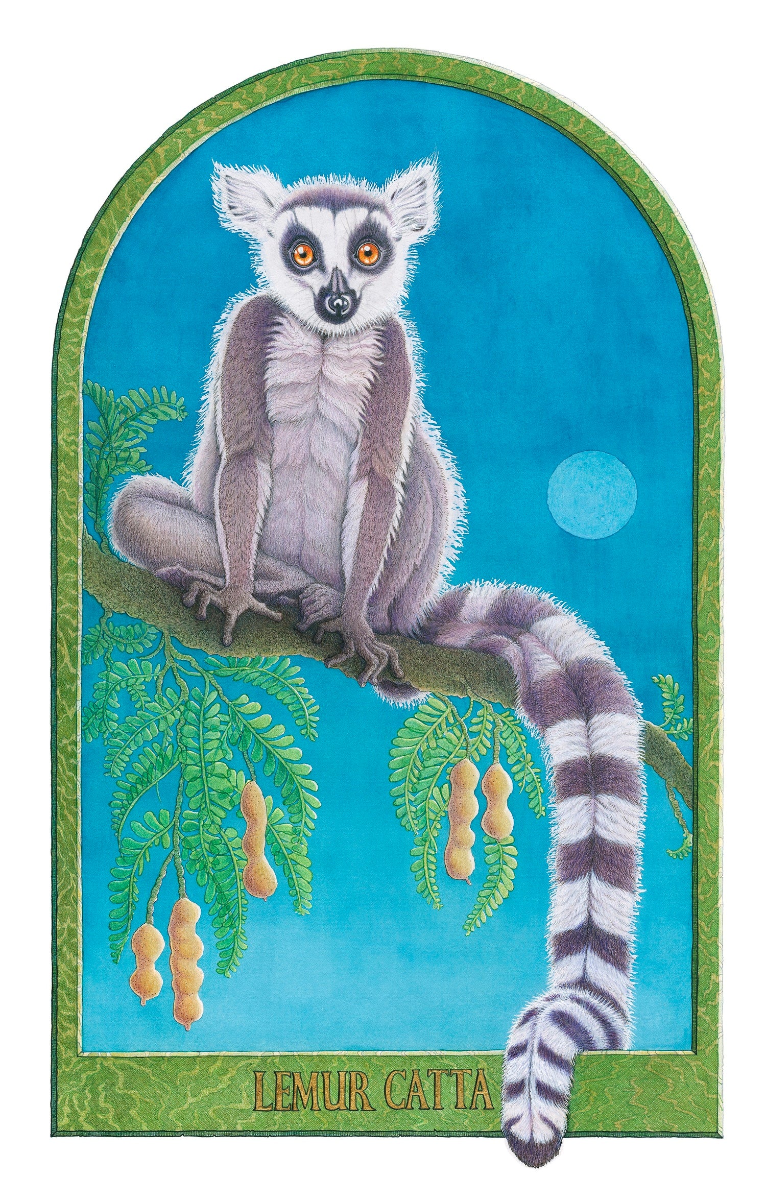 Lemur Catta 1/50