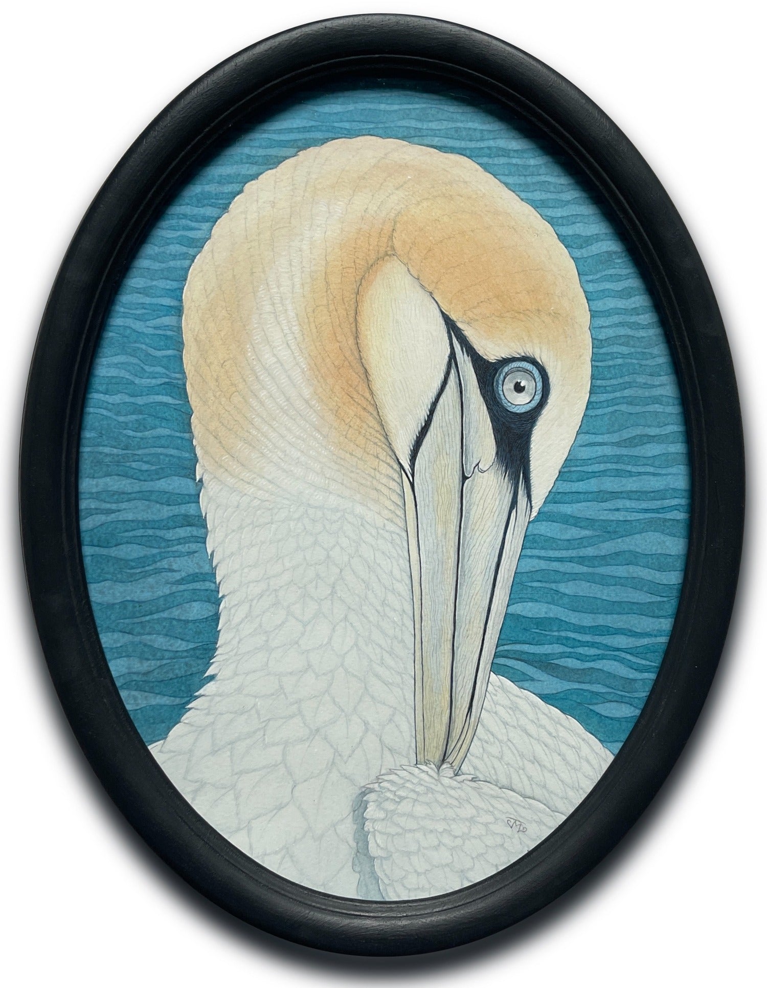 Northern Gannet Preening