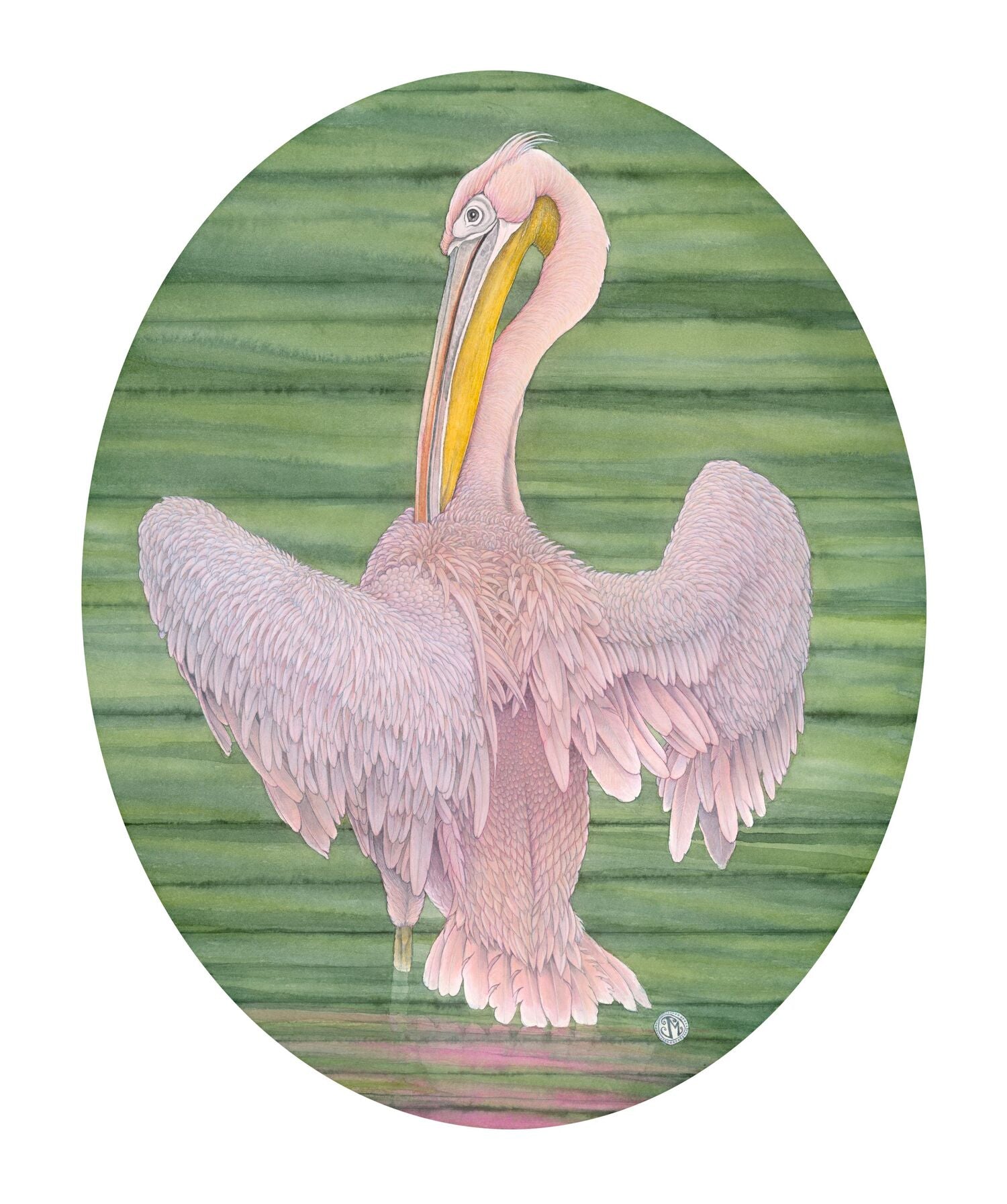 Rosy Pelican