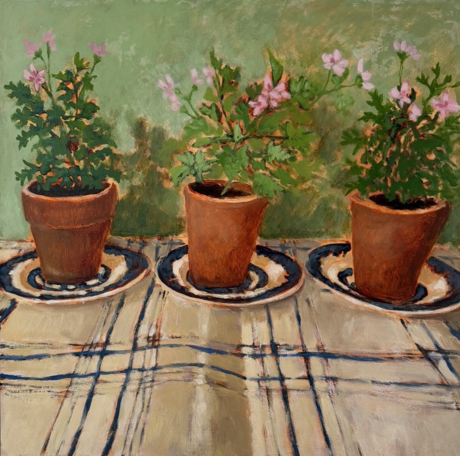 Scented Pelargoniums