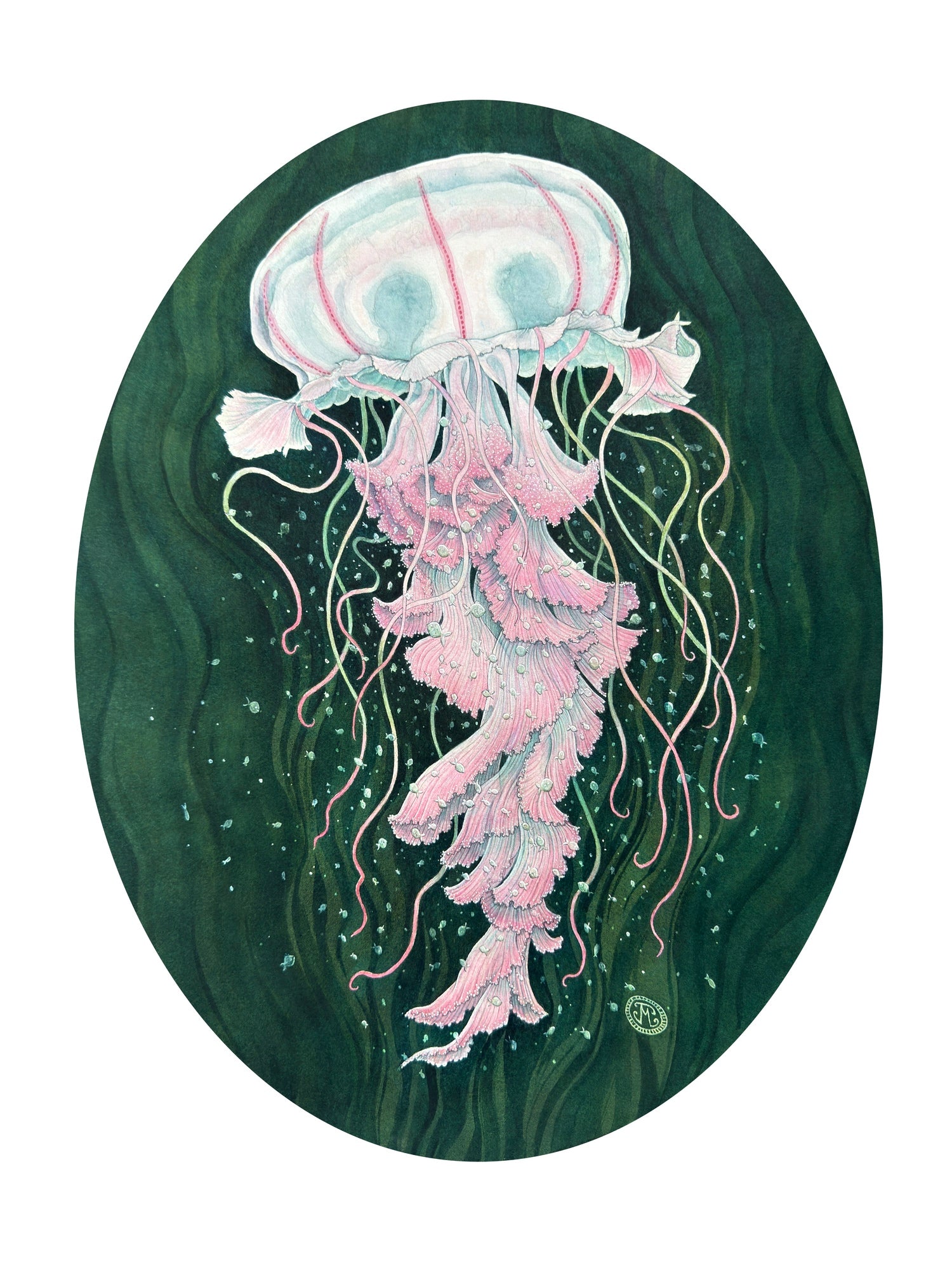 Sea Nettle