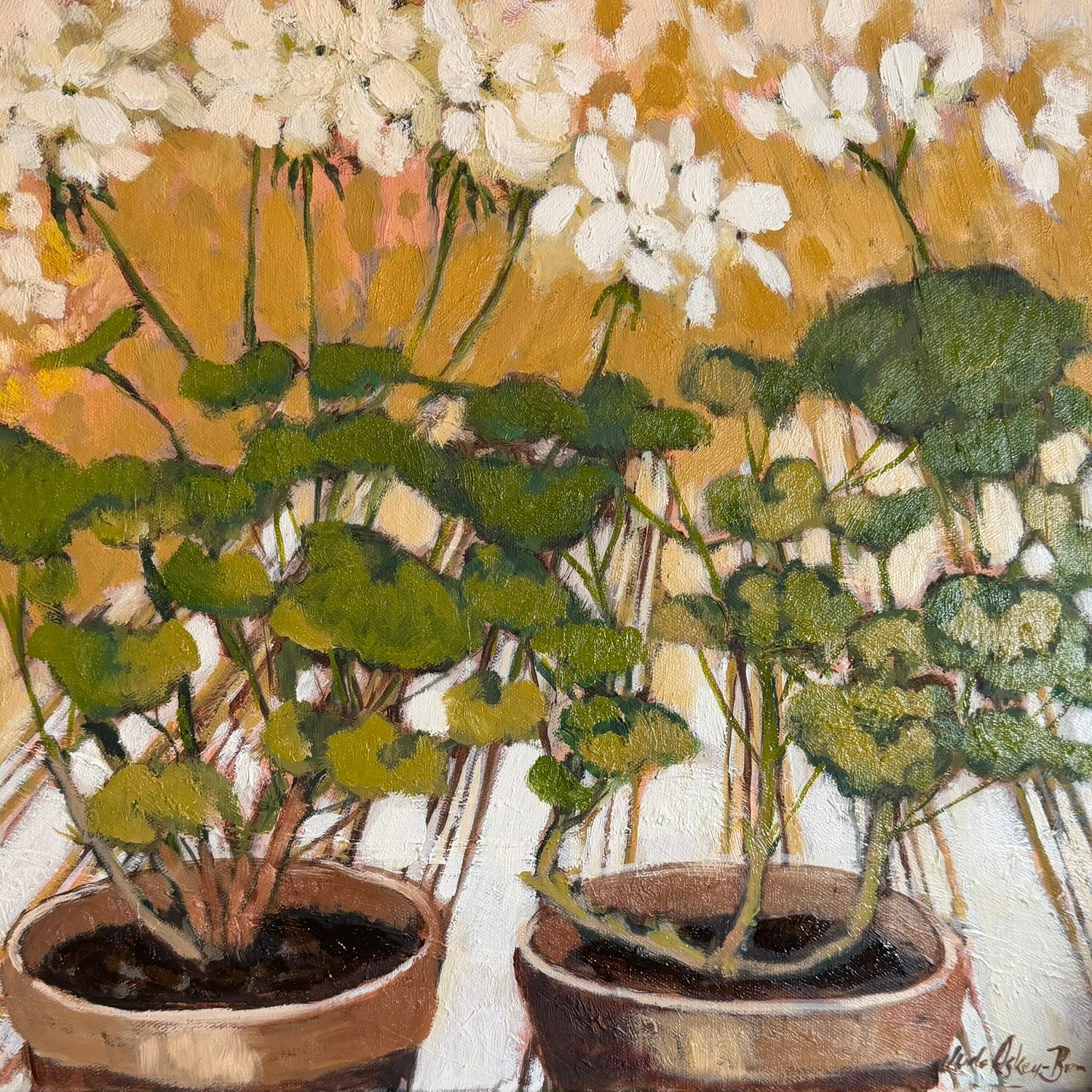 White Geranium
